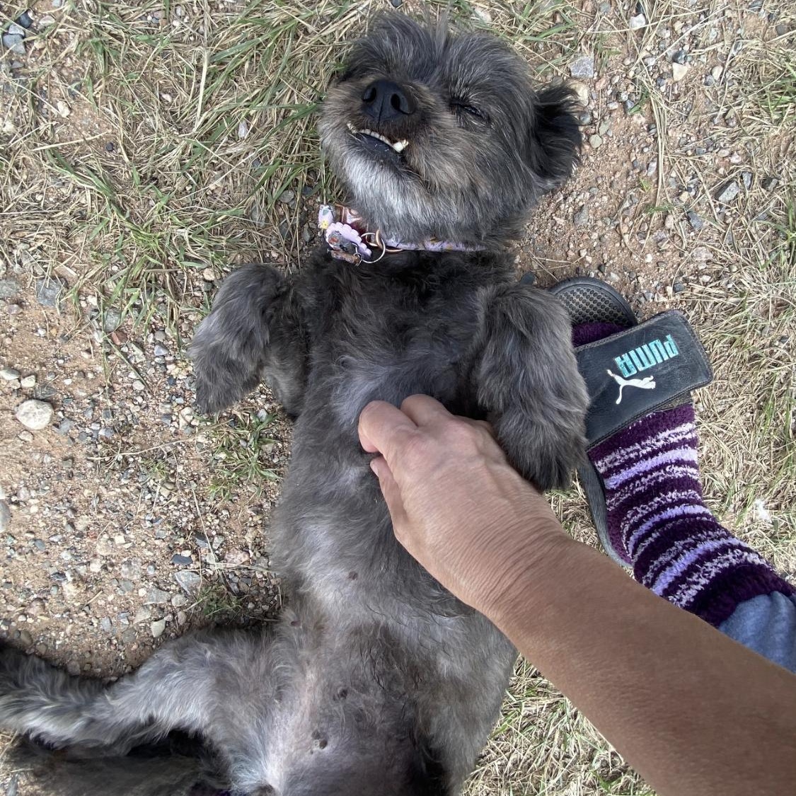 Enlarge Layla, a Adoptable mixed breed in Santa Fe , NM image 4/6