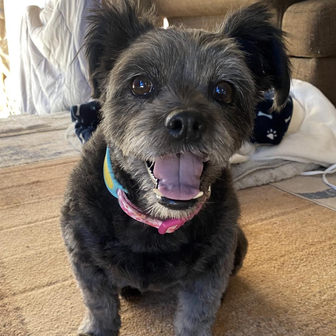 Layla, Adoptable, Adult Female Terrier.