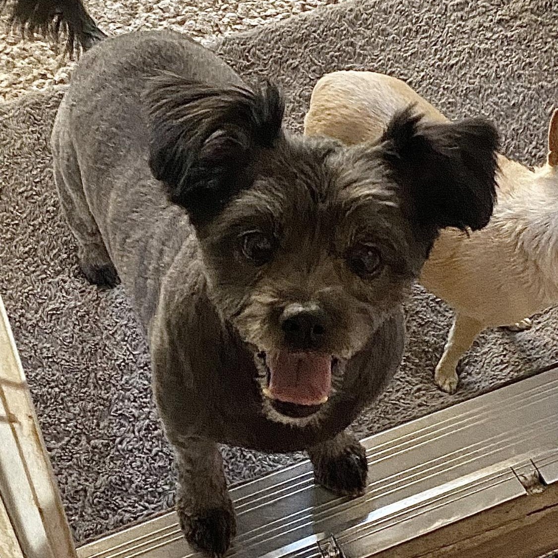 Enlarge Layla, a Adoptable mixed breed in Santa Fe , NM image 3/6