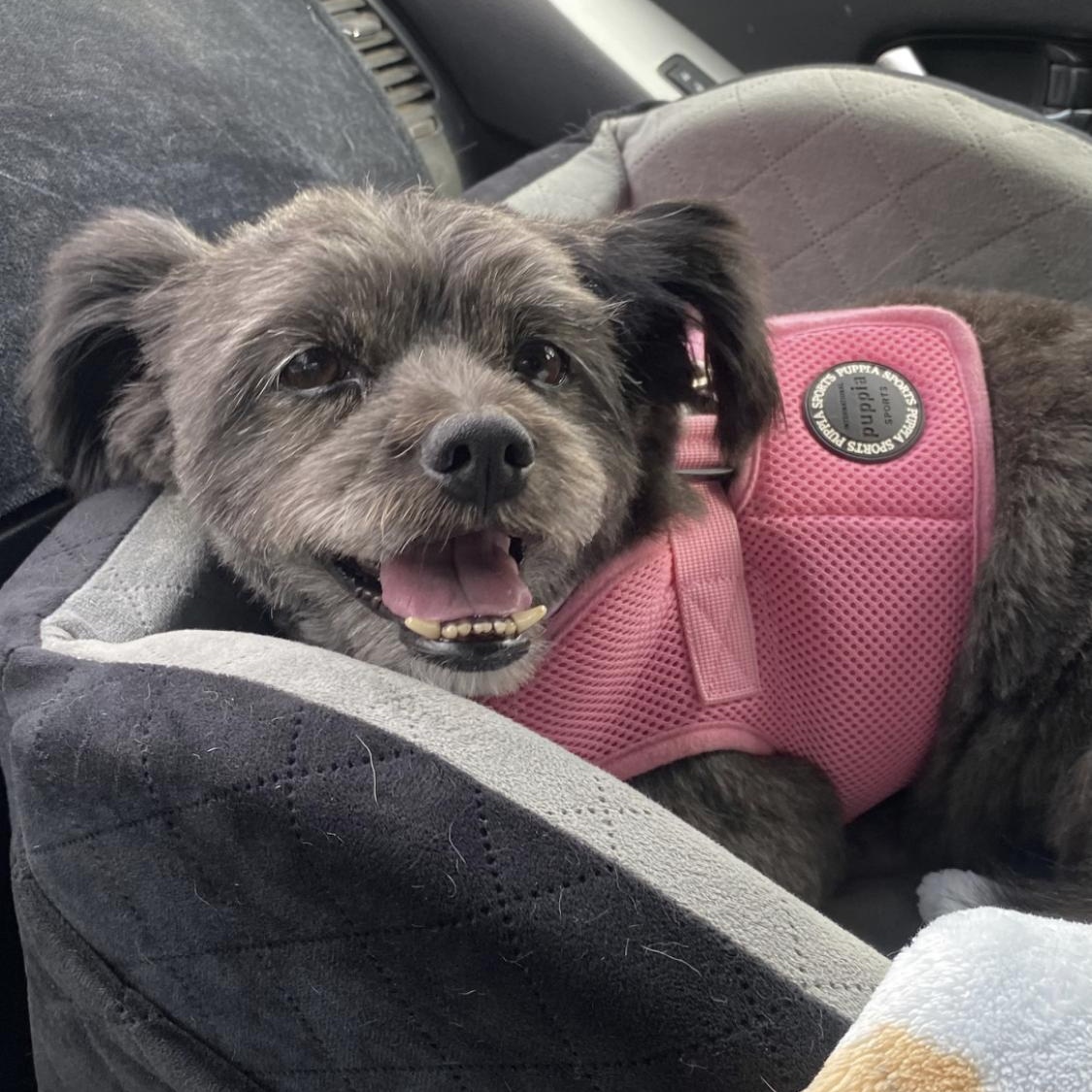 Enlarge Layla, a Adoptable mixed breed in Santa Fe , NM image 2/6