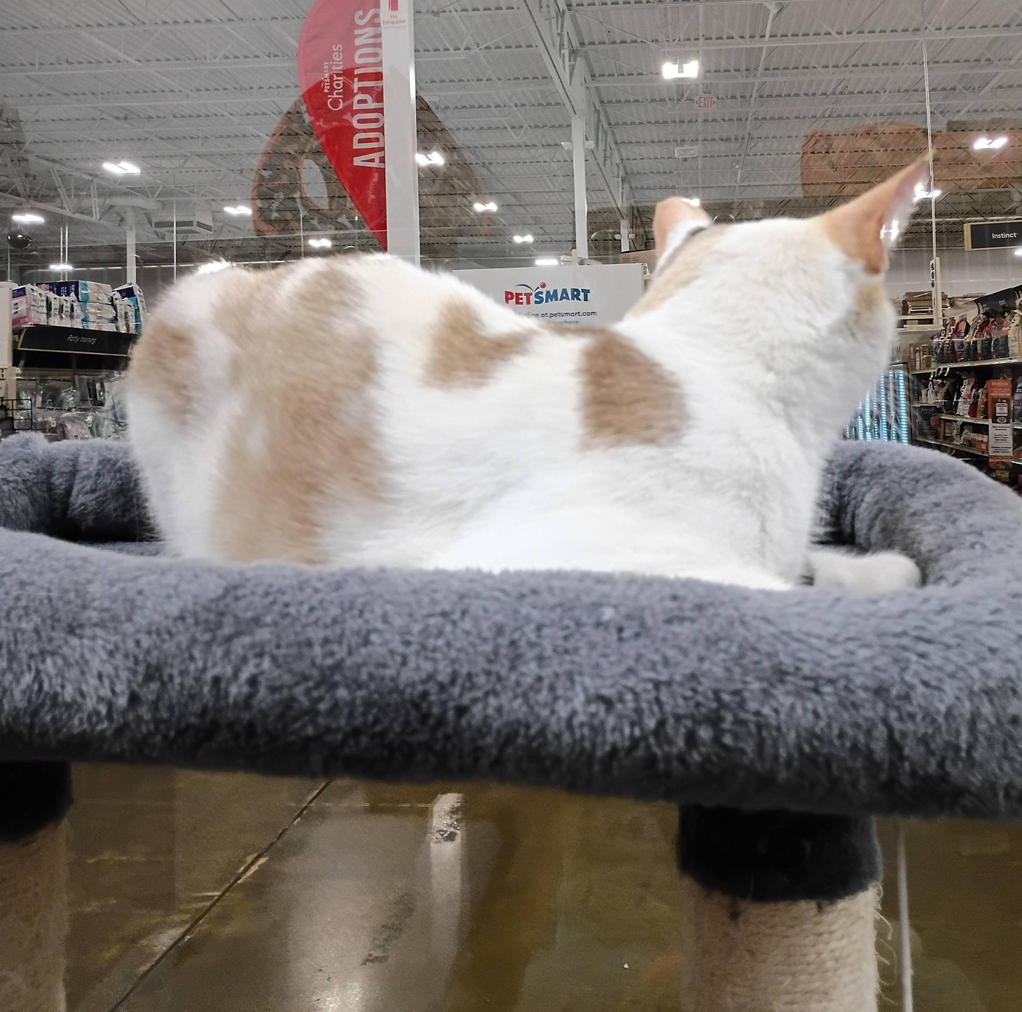 Flint - blue eyes, an adopted mixed breed in Hendersonville, TN image 2/3