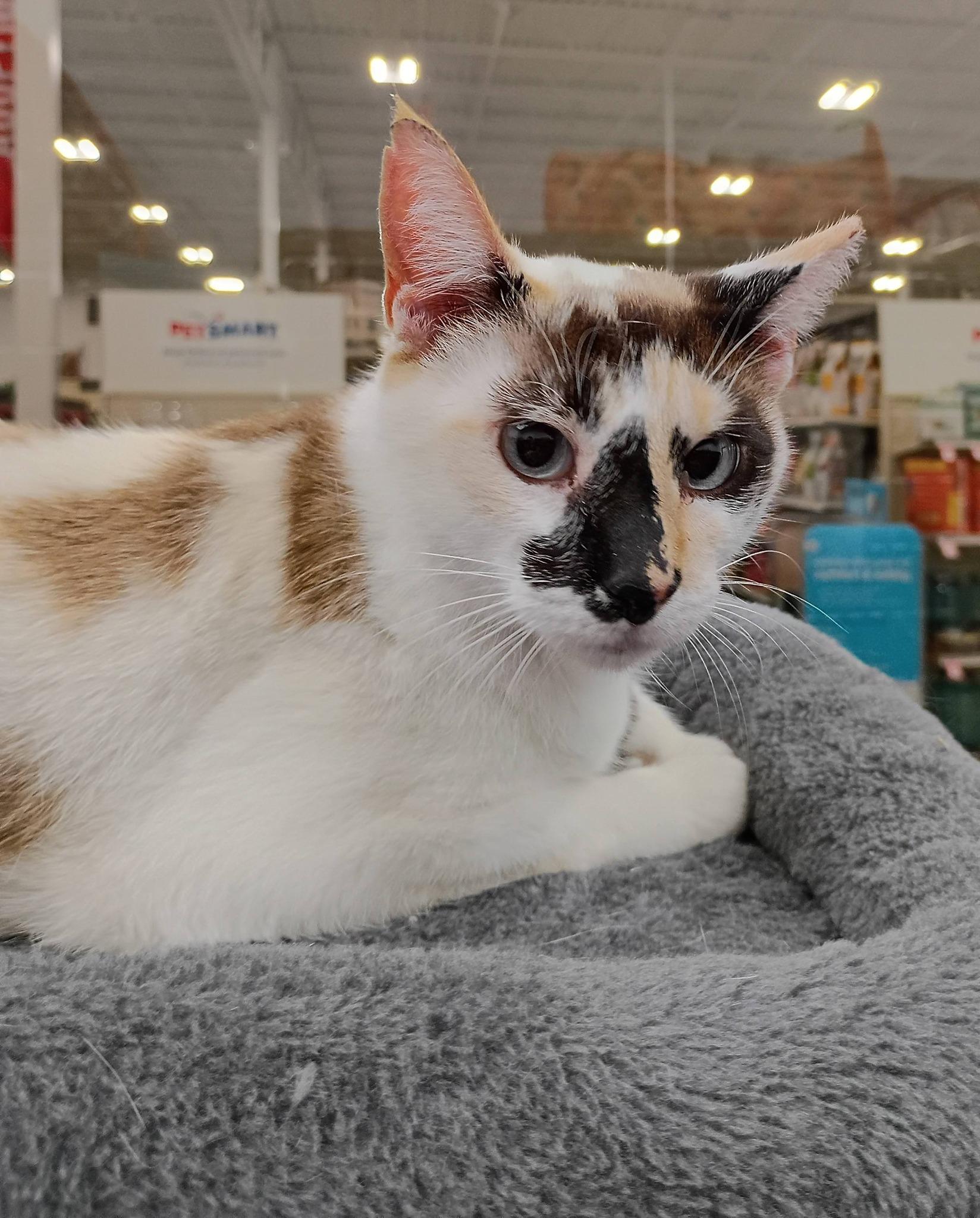 Flint - blue eyes, adopted, Adult Female Siamese & Domestic Short Hair.