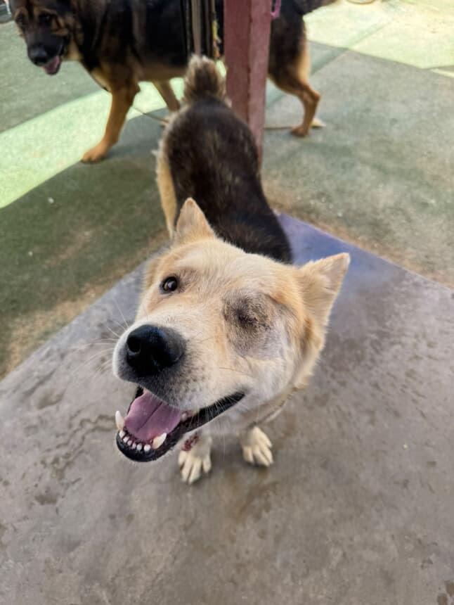 Enlarge Todd, a Adoptable mixed breed in West Hills, CA image 5/6