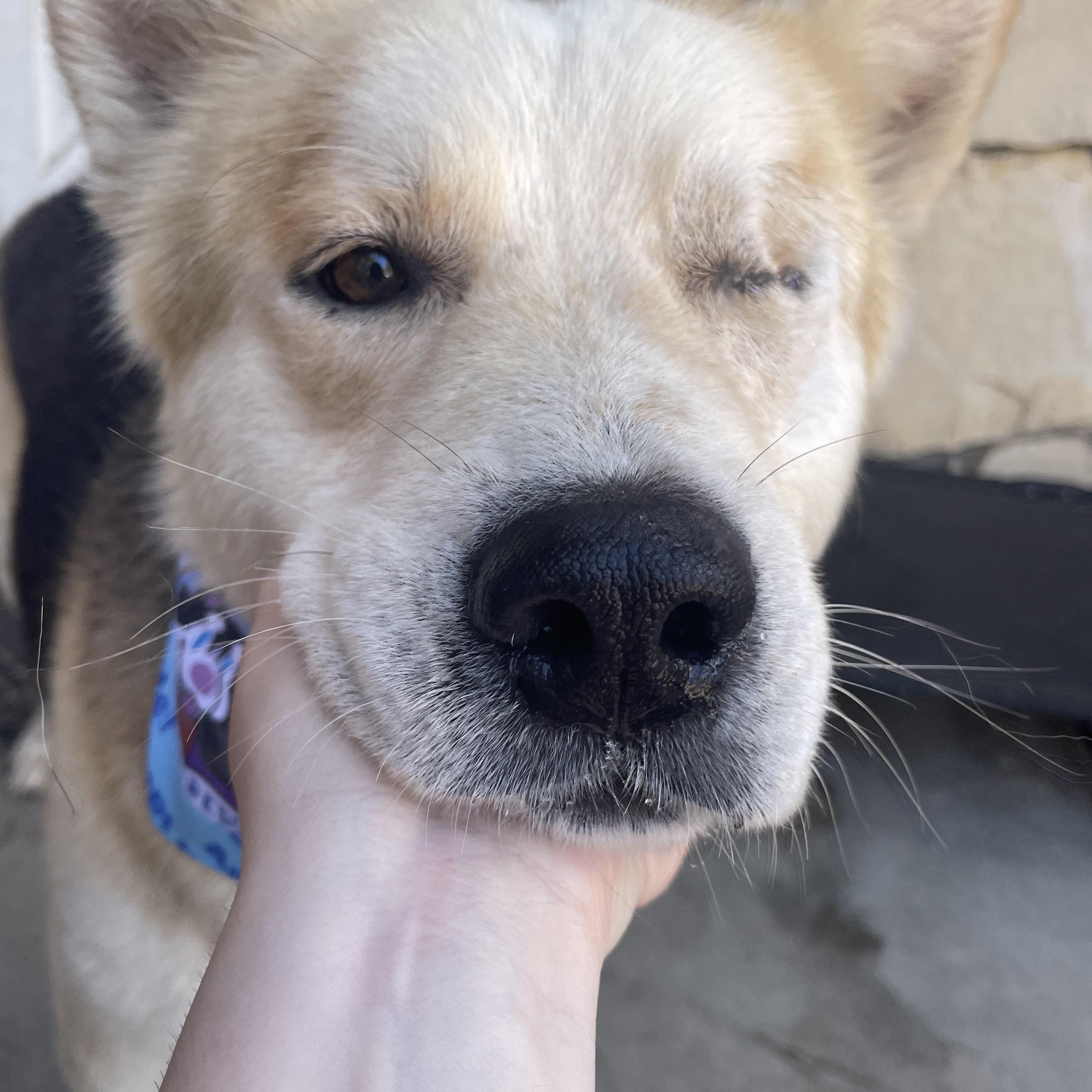 Enlarge Todd, a Adoptable mixed breed in West Hills, CA image 6/6