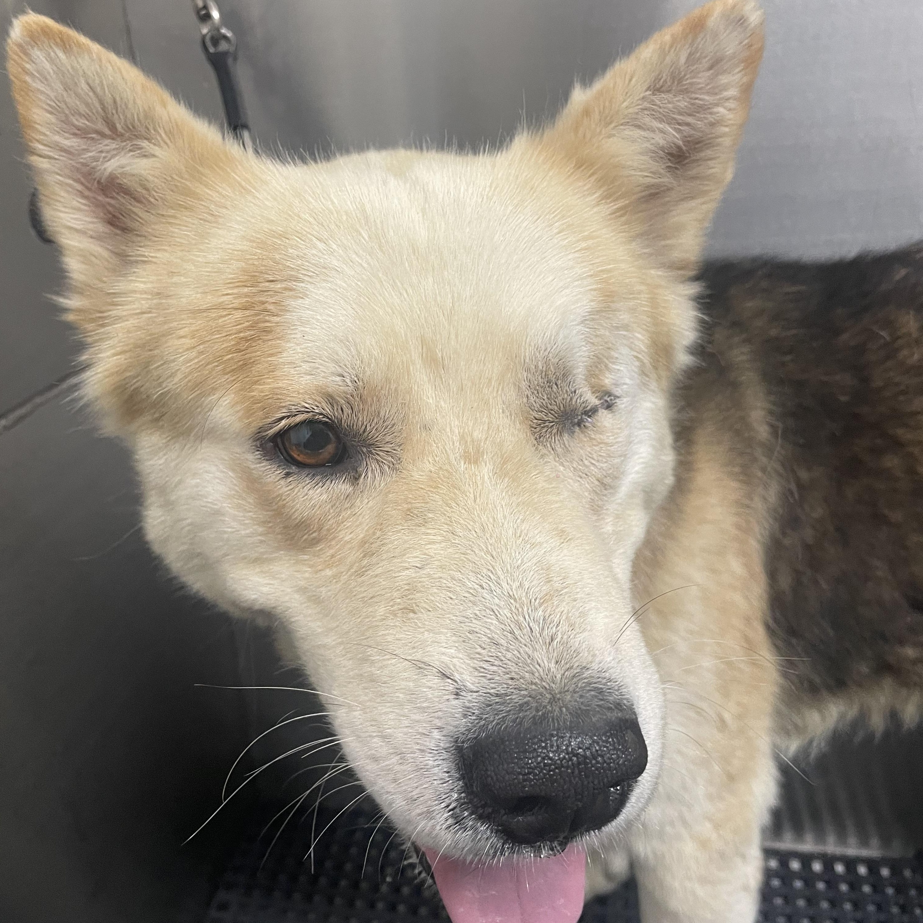 Enlarge Todd, a Adoptable mixed breed in West Hills, CA image 4/6