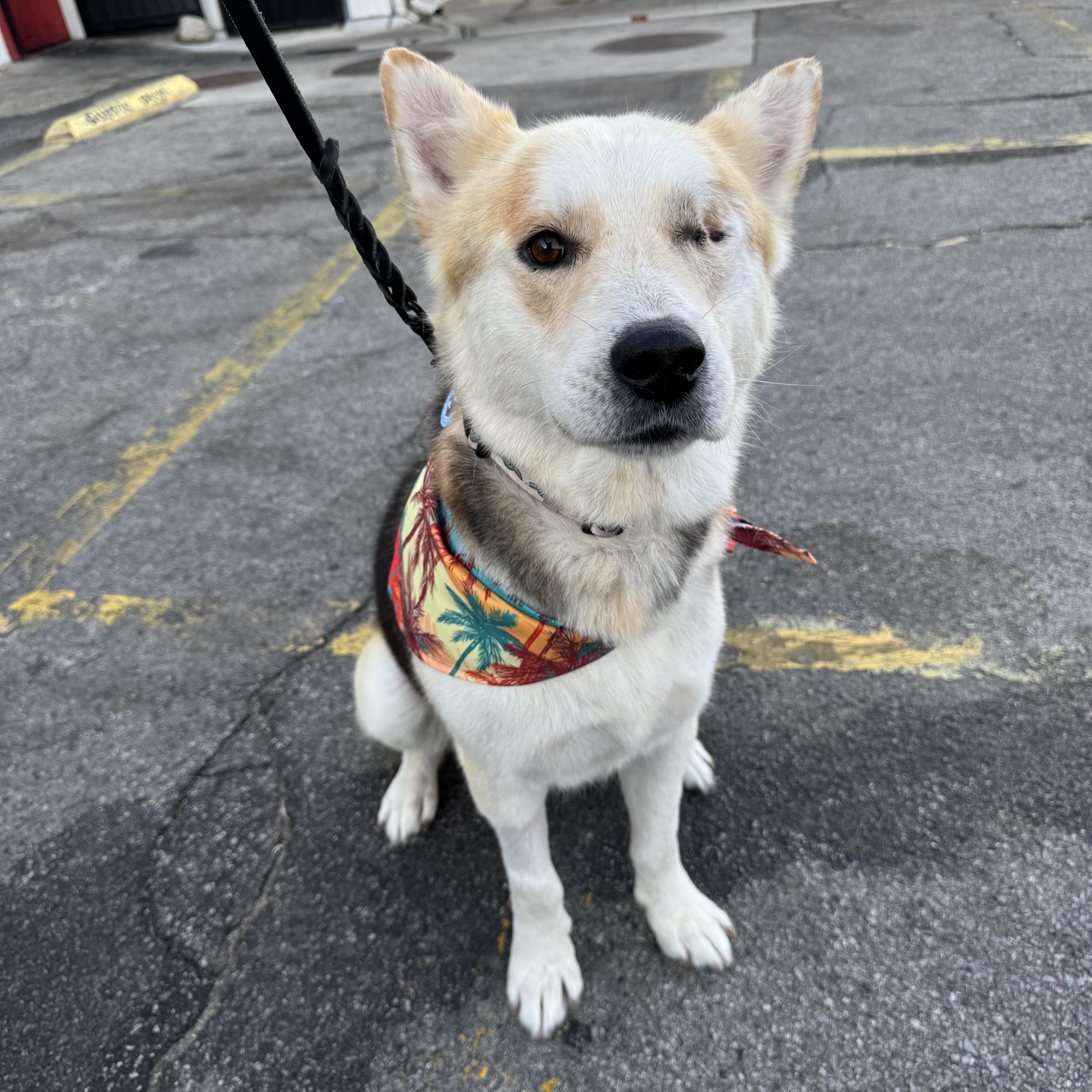 Enlarge Todd, a Adoptable mixed breed in West Hills, CA image 3/6