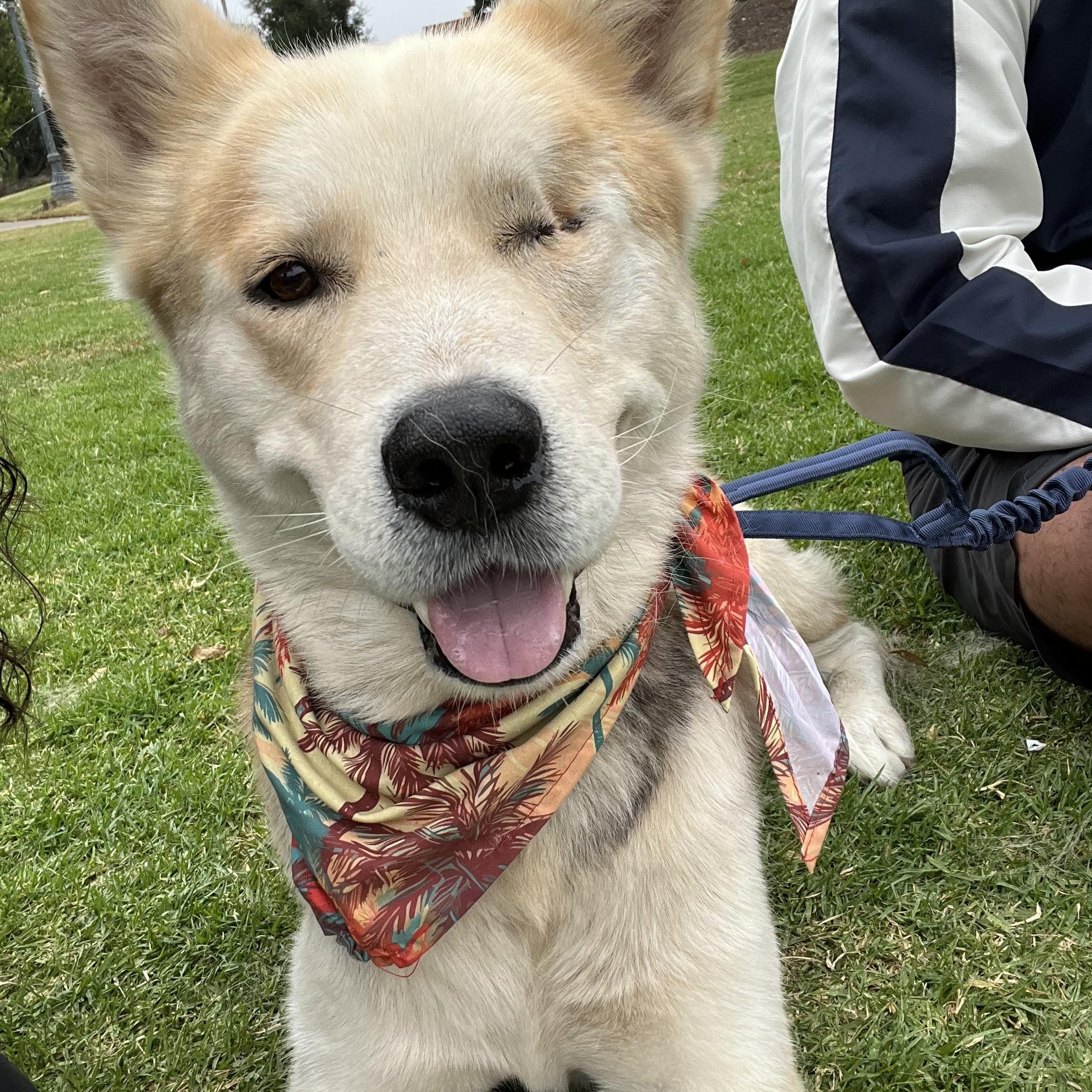 Enlarge Todd, a Adoptable mixed breed in West Hills, CA image 1/6