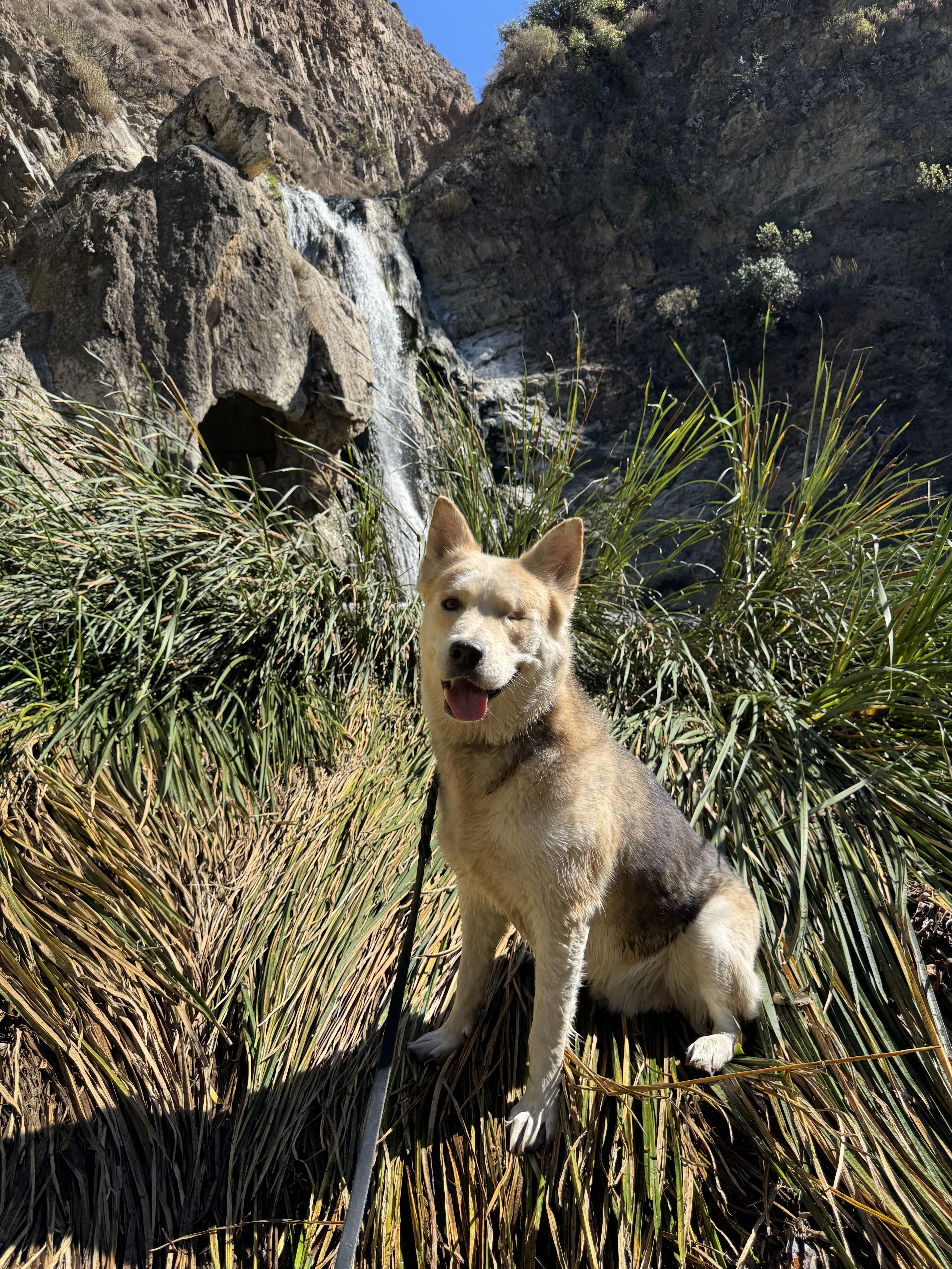 Enlarge Todd, a Adoptable mixed breed in West Hills, CA image 2/6