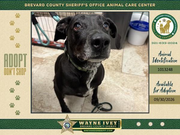 Canna, Adoptable, Adult Female Mixed Breed.