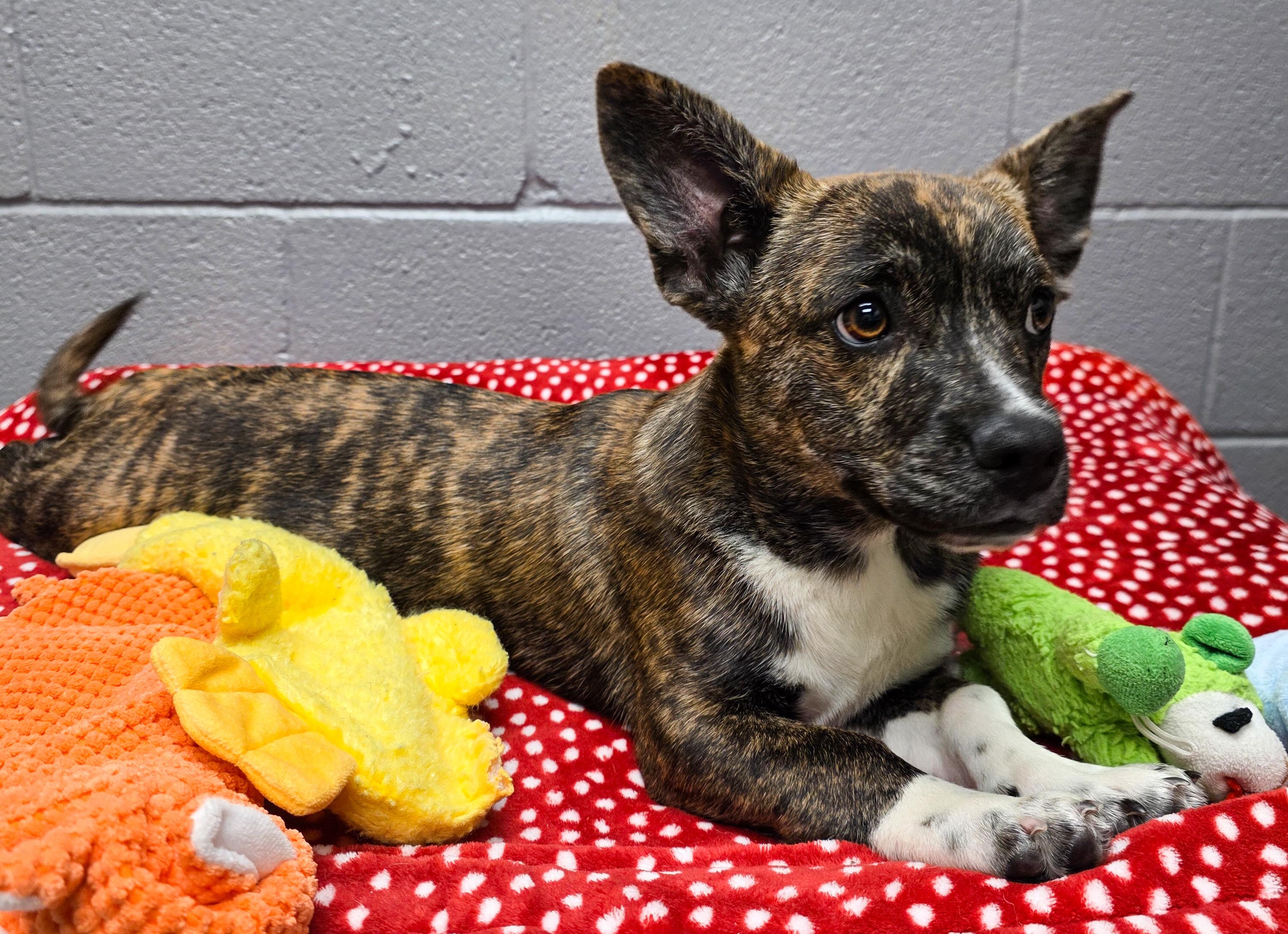 Enlarge George , an adopted mixed breed in Portage, WI image 3/4
