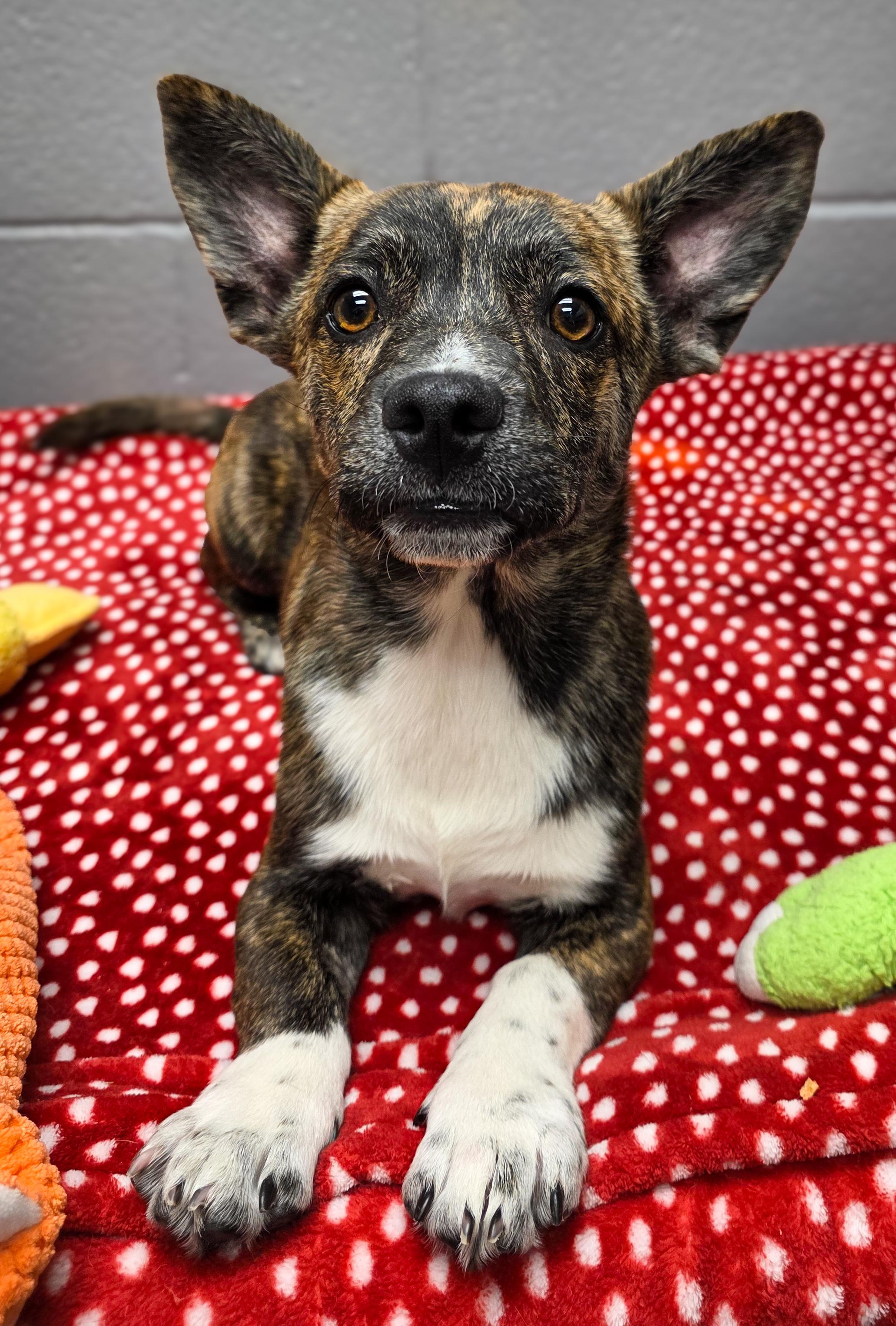 Enlarge George , an adopted mixed breed in Portage, WI image 2/4