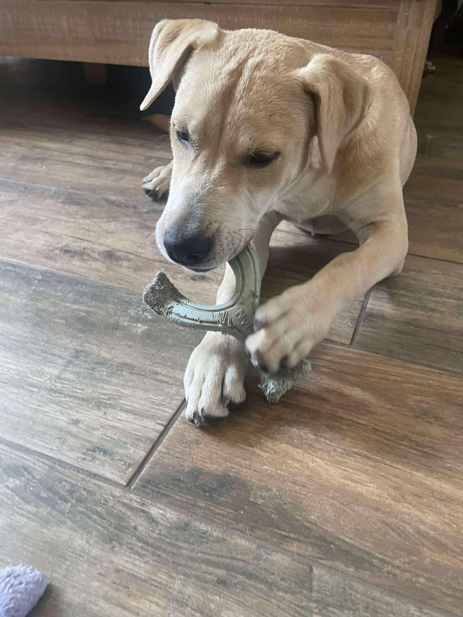 Enlarge  Charlie, a Adoptable mixed breed in Austin, TX image 3/6