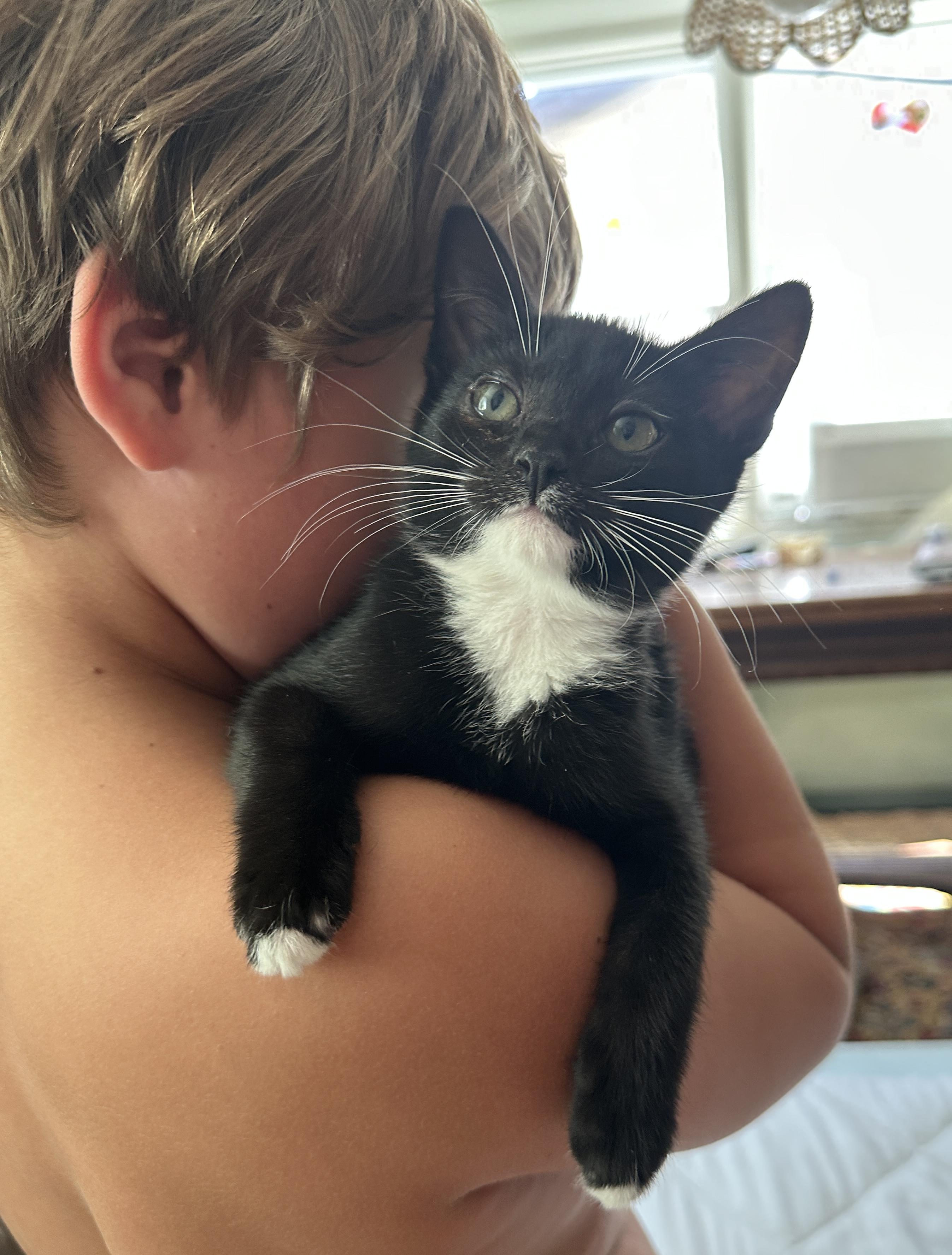 Copa, a ADOPTABLE Domestic Short Hair in Portland, OR image 3/3