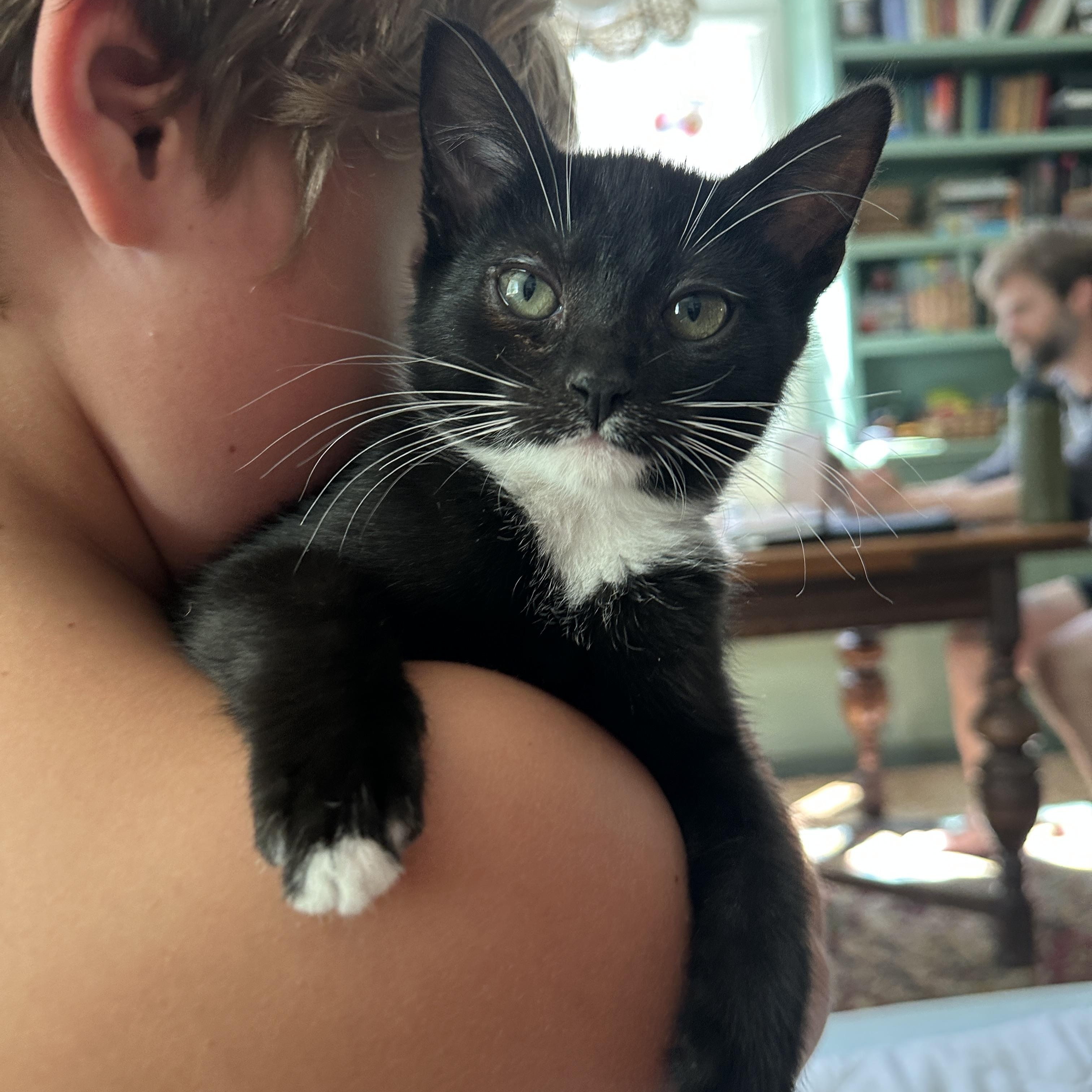 Copa, a ADOPTABLE Domestic Short Hair in Portland, OR image 1/3