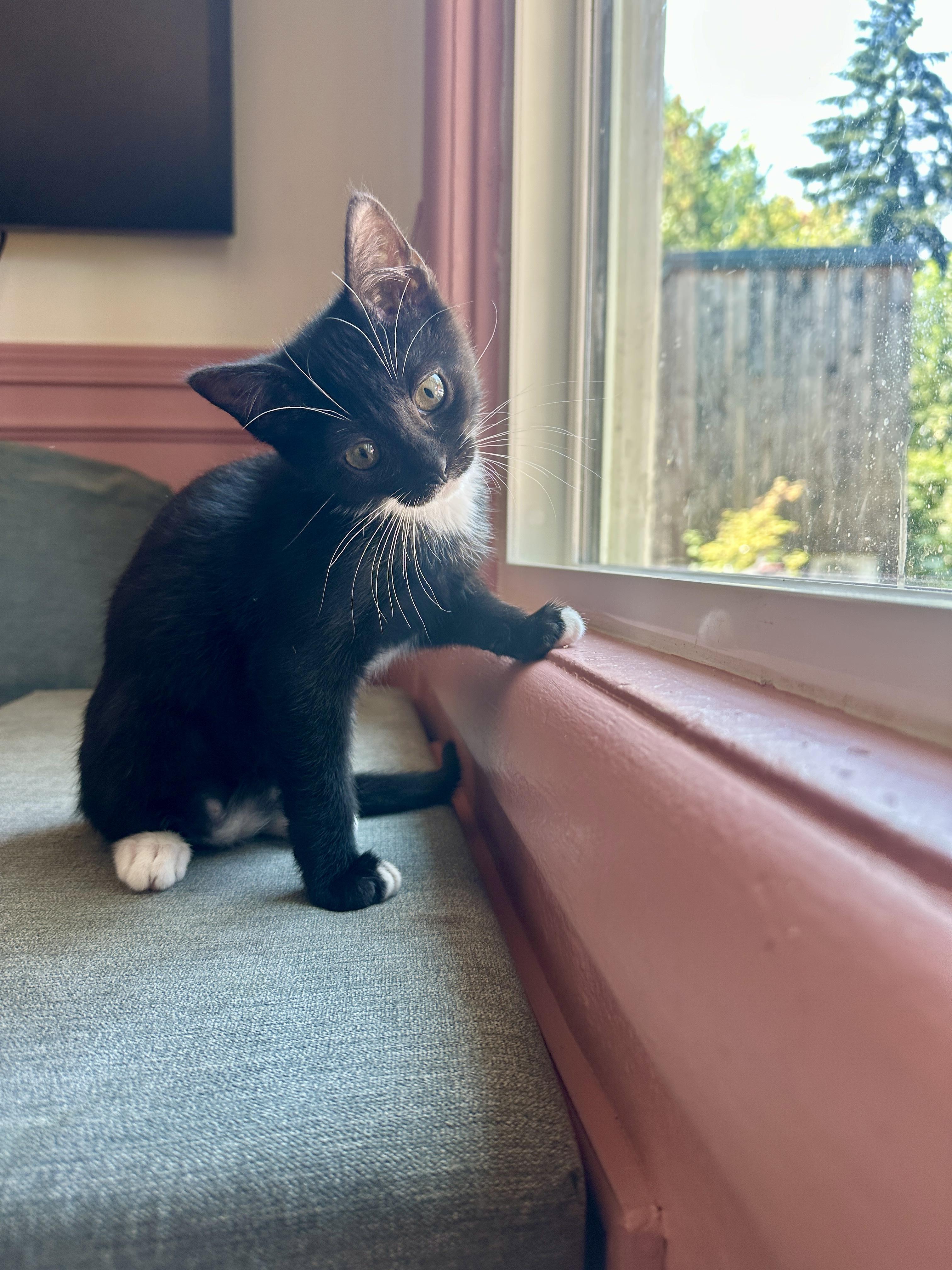Copa, a ADOPTABLE Domestic Short Hair in Portland, OR image 2/3