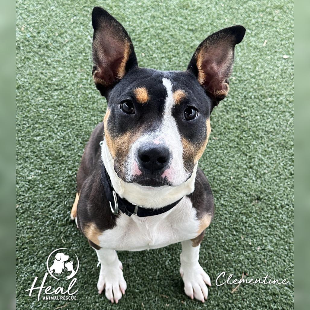 Clementine, Adoptable, Young Female Terrier.