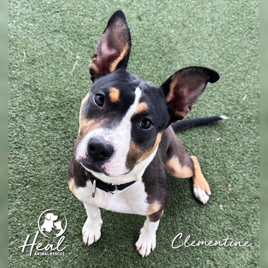 Enlarge Clementine, a Adoptable Terrier in Youngwood, PA image 2/2