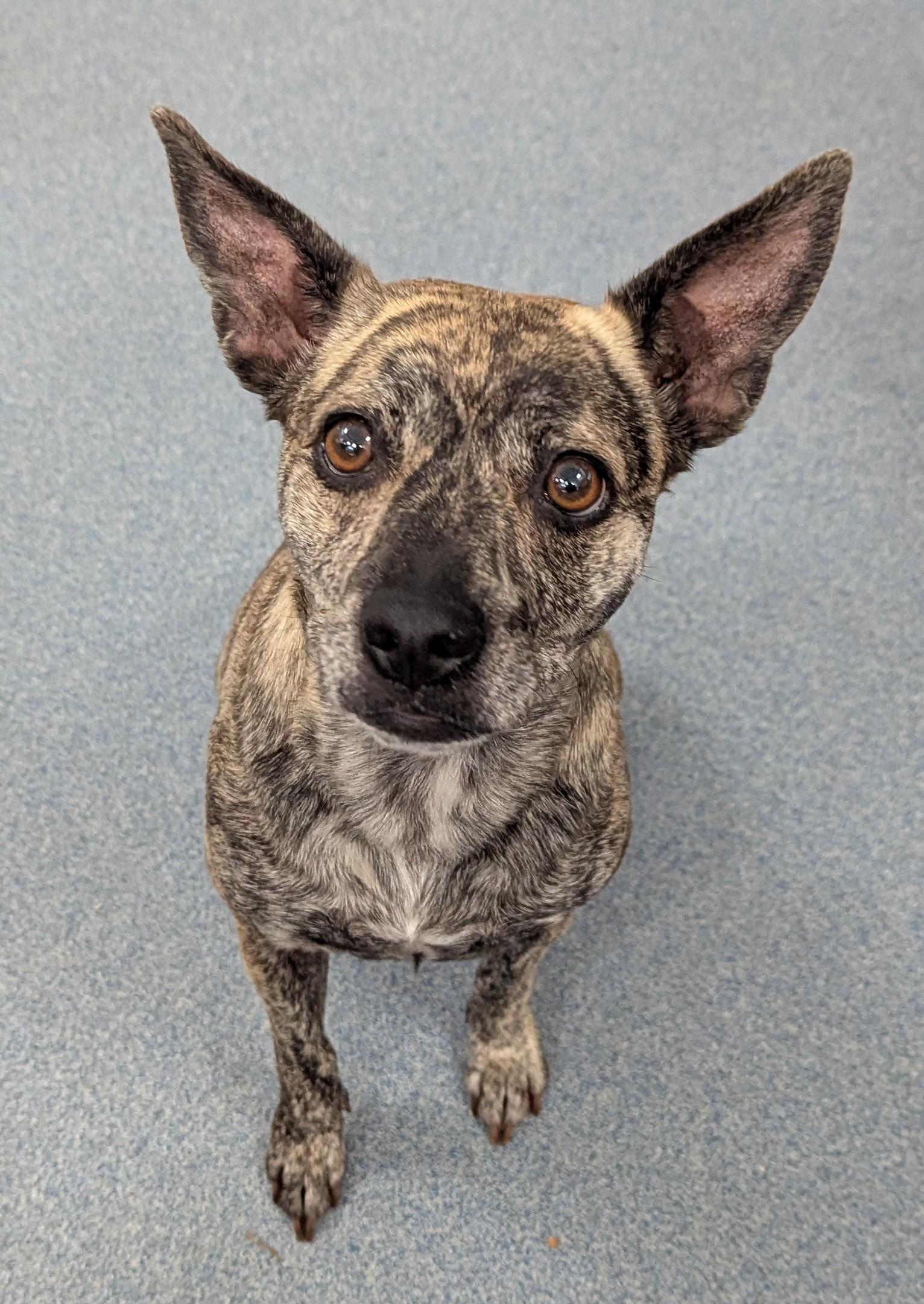 KitKat, ADOPTABLE, Adult Female Pit Bull Terrier.