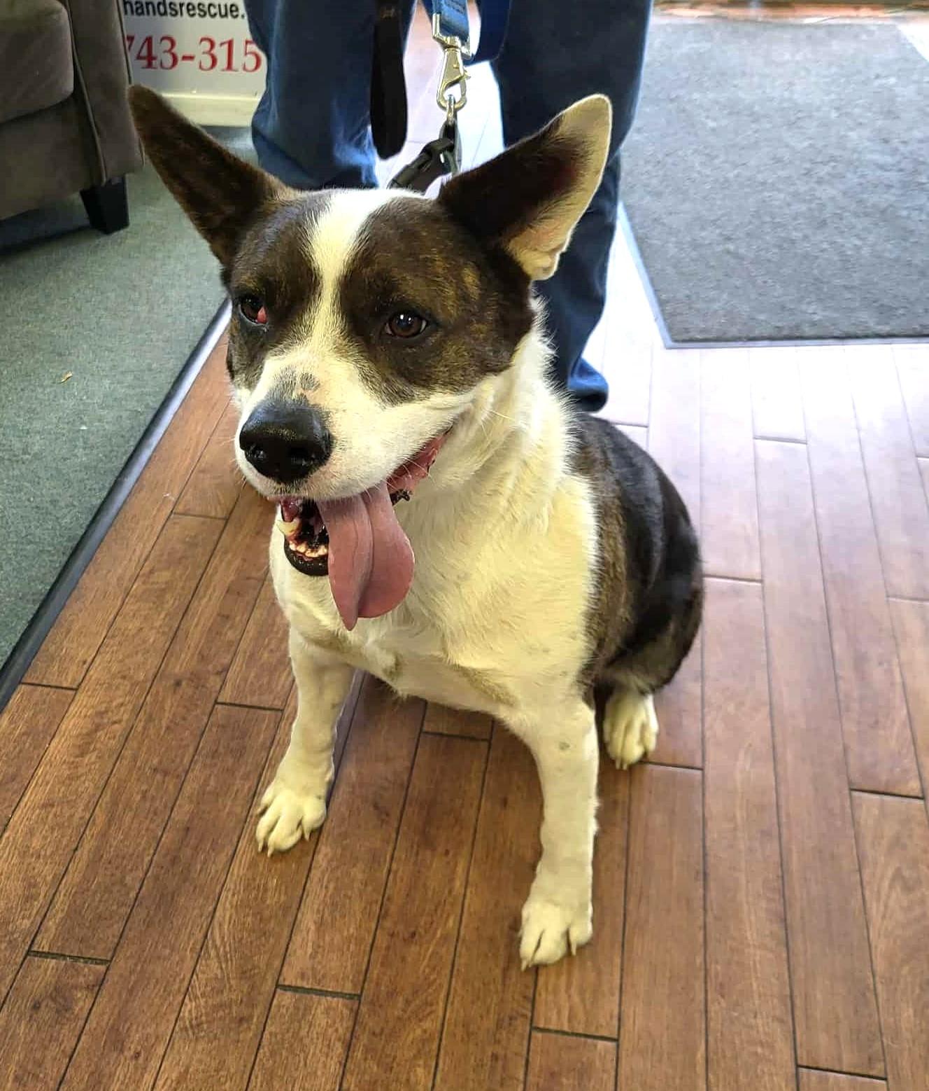 Maverick, a Adoptable mixed breed in Lewiston, ID image 1/2