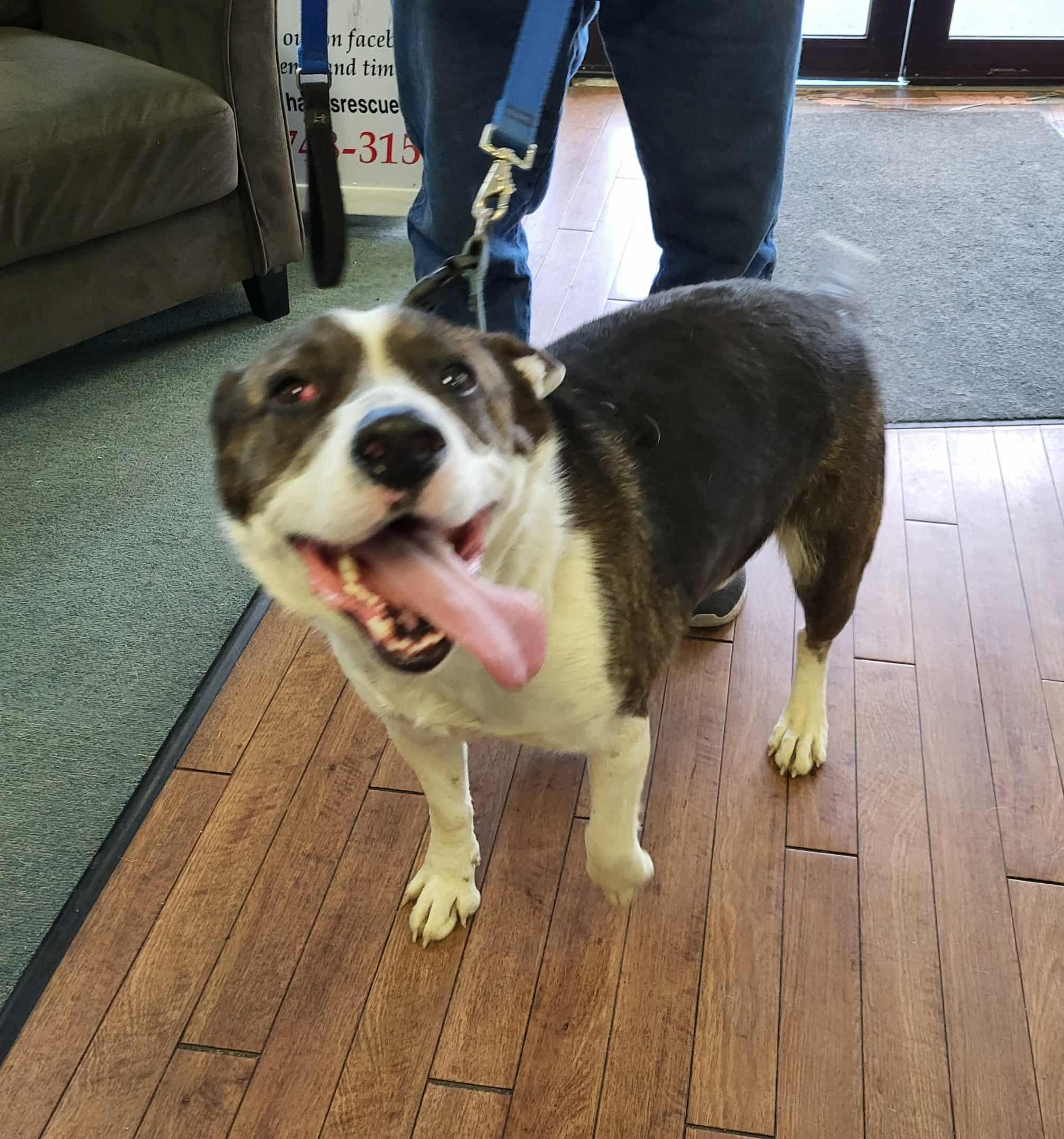 Maverick, a Adoptable mixed breed in Lewiston, ID image 2/2