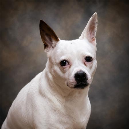 Enlarge Dinah, a Adoptable mixed breed in Onley, VA image 5/6