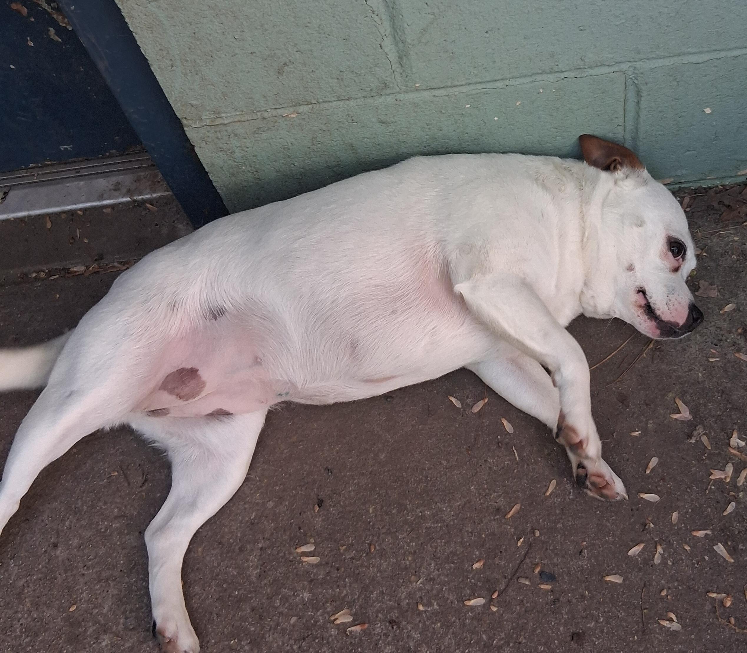 Dinah, a Adoptable mixed breed in Onley, VA image 2/3