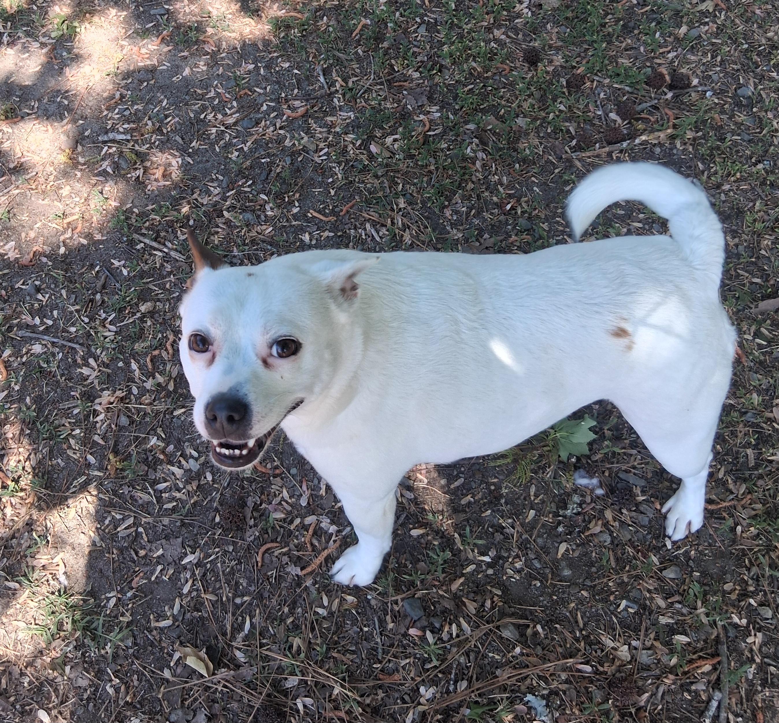 Dinah, a Adoptable mixed breed in Onley, VA image 1/3