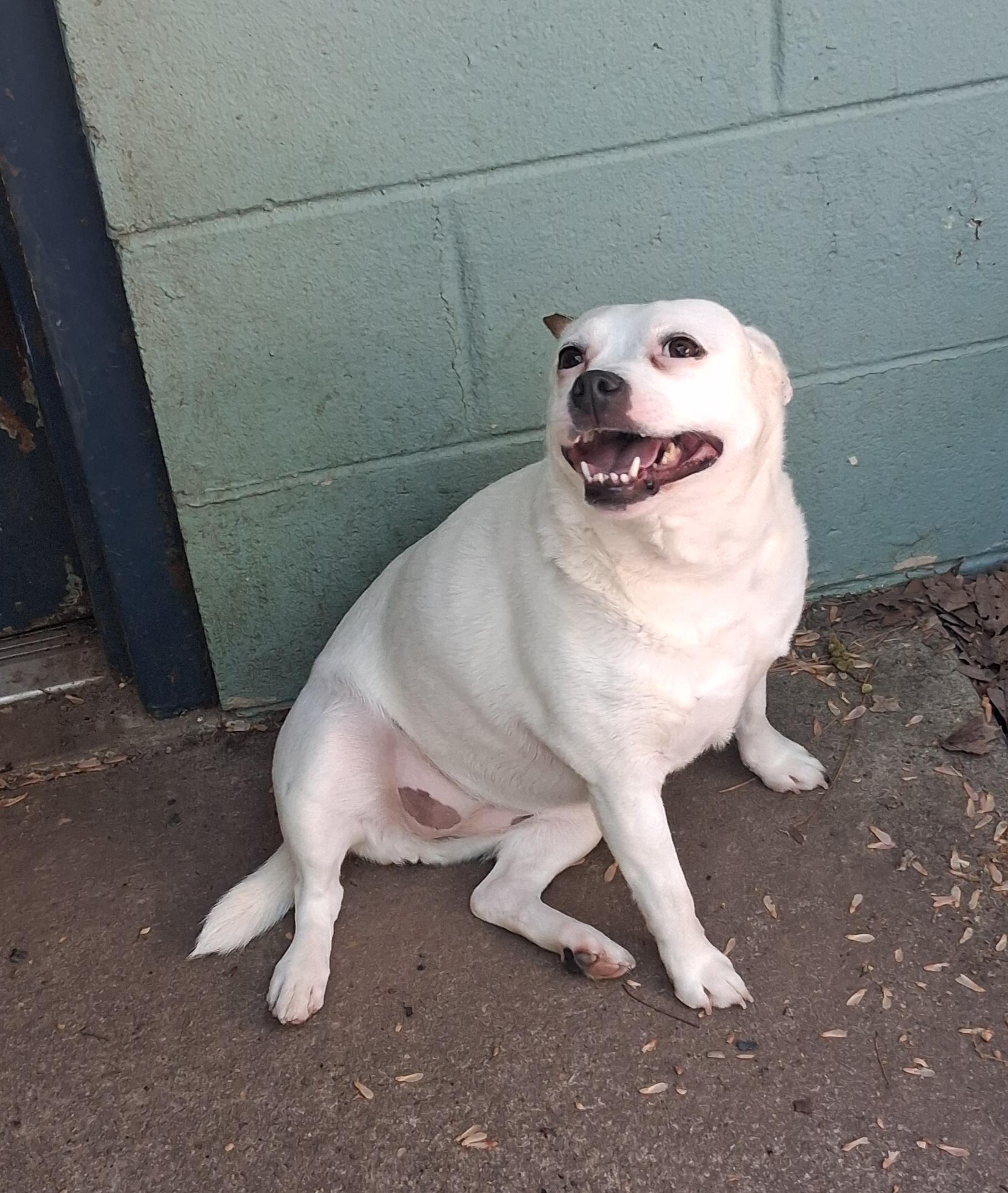 Dinah, a Adoptable mixed breed in Onley, VA image 3/3