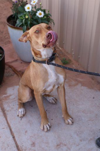 JJ, Adoptable, Adult Female Pit Bull Terrier & Labrador Retriever.