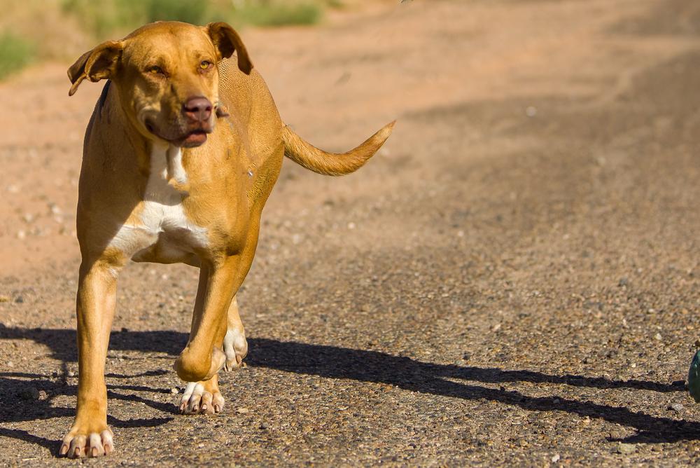 Enlarge JJ, a Adoptable mixed breed in Page, AZ image 2/6