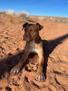 Enlarge JJ, a Adoptable mixed breed in Page, AZ image 3/6