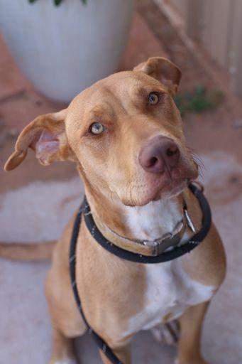 Enlarge JJ, a Adoptable mixed breed in Page, AZ image 4/6