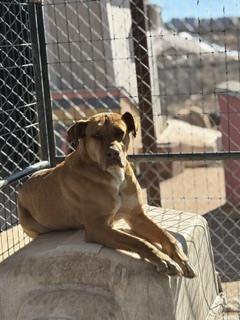 Enlarge JJ, a Adoptable mixed breed in Page, AZ image 6/6