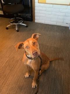 JJ, Adoptable, Adult Female Pit Bull Terrier & Labrador Retriever.