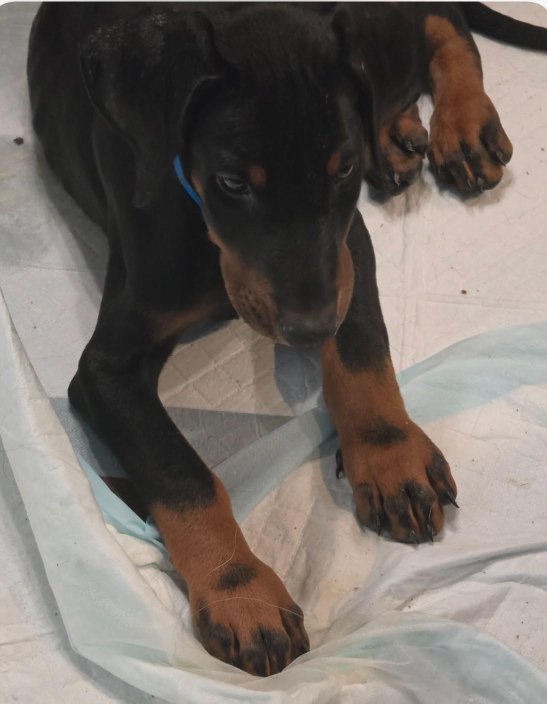 Louie, an adopted Doberman Pinscher in Oklahoma City, OK image 2/2
