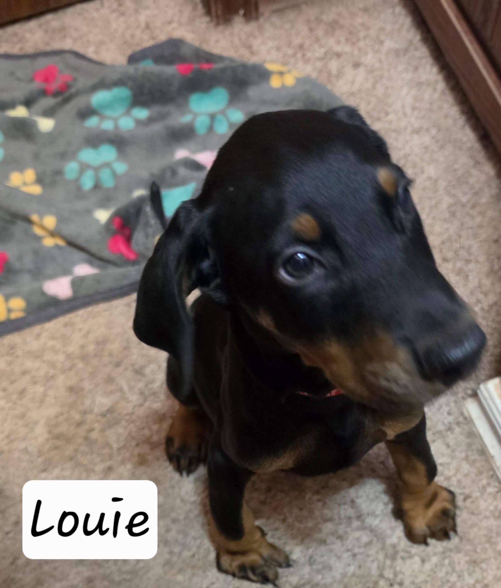Louie, adopted, Puppy Male Doberman Pinscher.