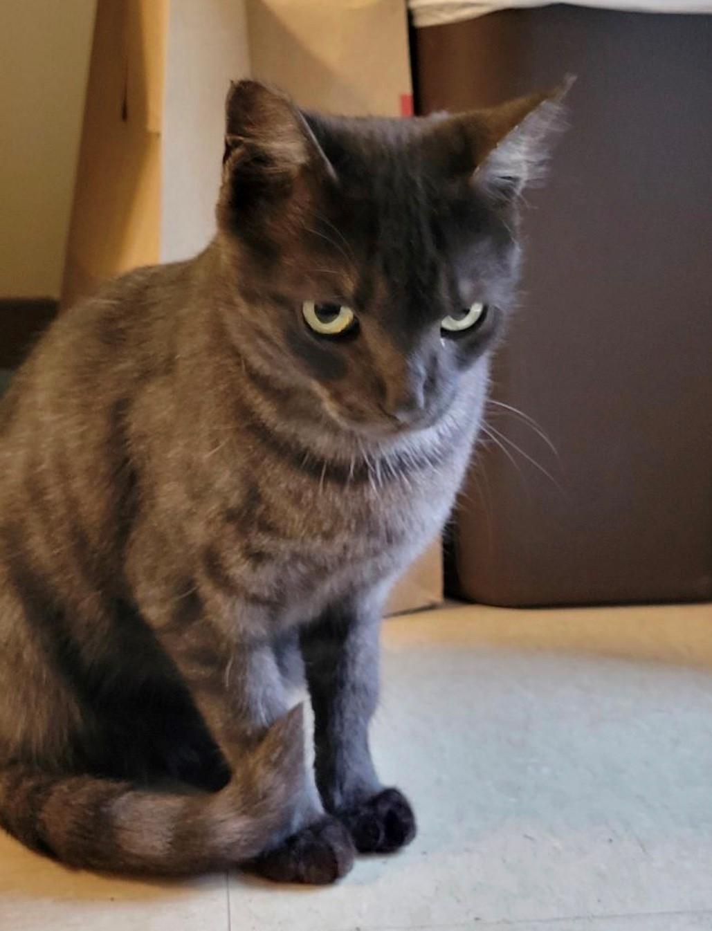 Meowser, ADOPTABLE, Adult Female Domestic Short Hair.
