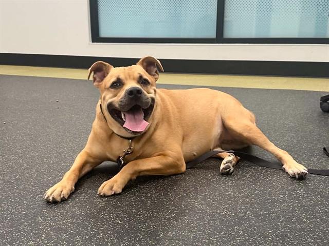 VENTI, Adoptable, Young Female Labrador Retriever & Mixed Breed.