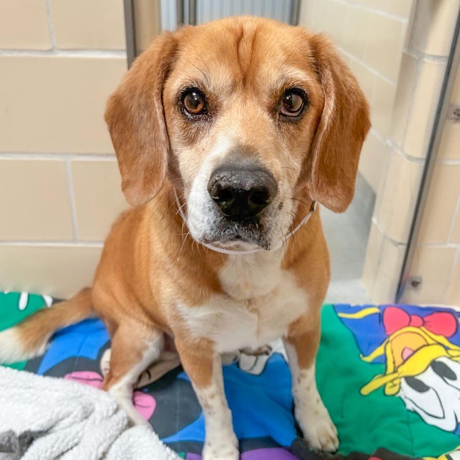 Mister Beagle, a Adoptable mixed breed in Long Beach, CA image 1/4