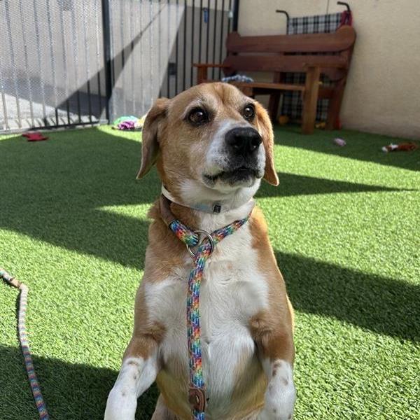 Mister Beagle, a Adoptable mixed breed in Long Beach, CA image 2/4