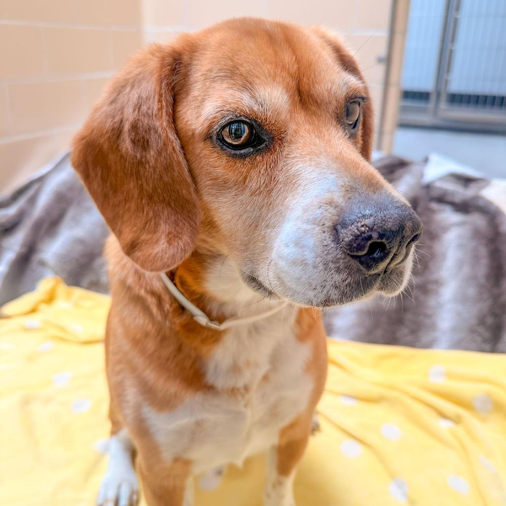 Mister Beagle, a Adoptable mixed breed in Long Beach, CA image 3/4