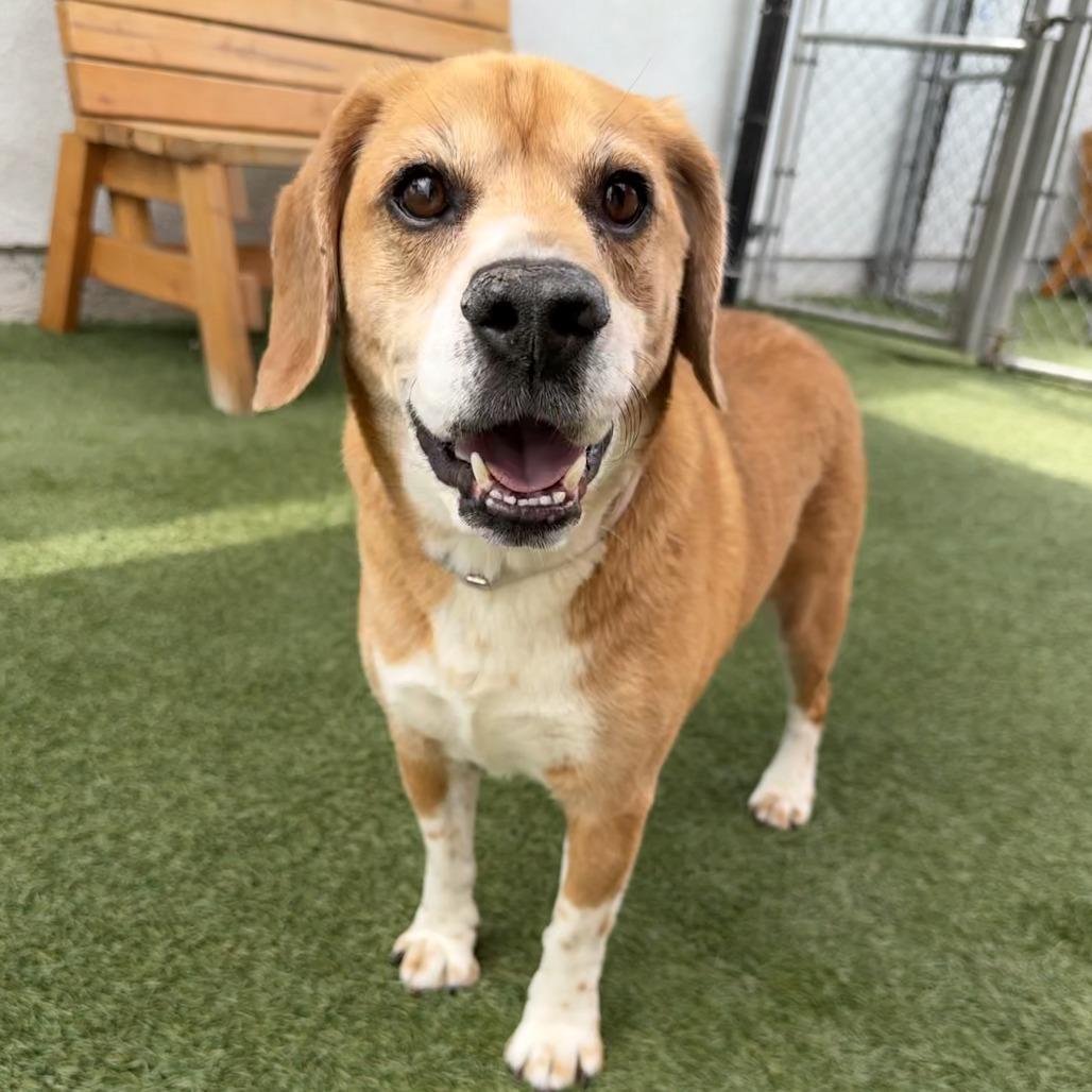 Mister Beagle, a Adoptable mixed breed in Long Beach, CA image 4/4