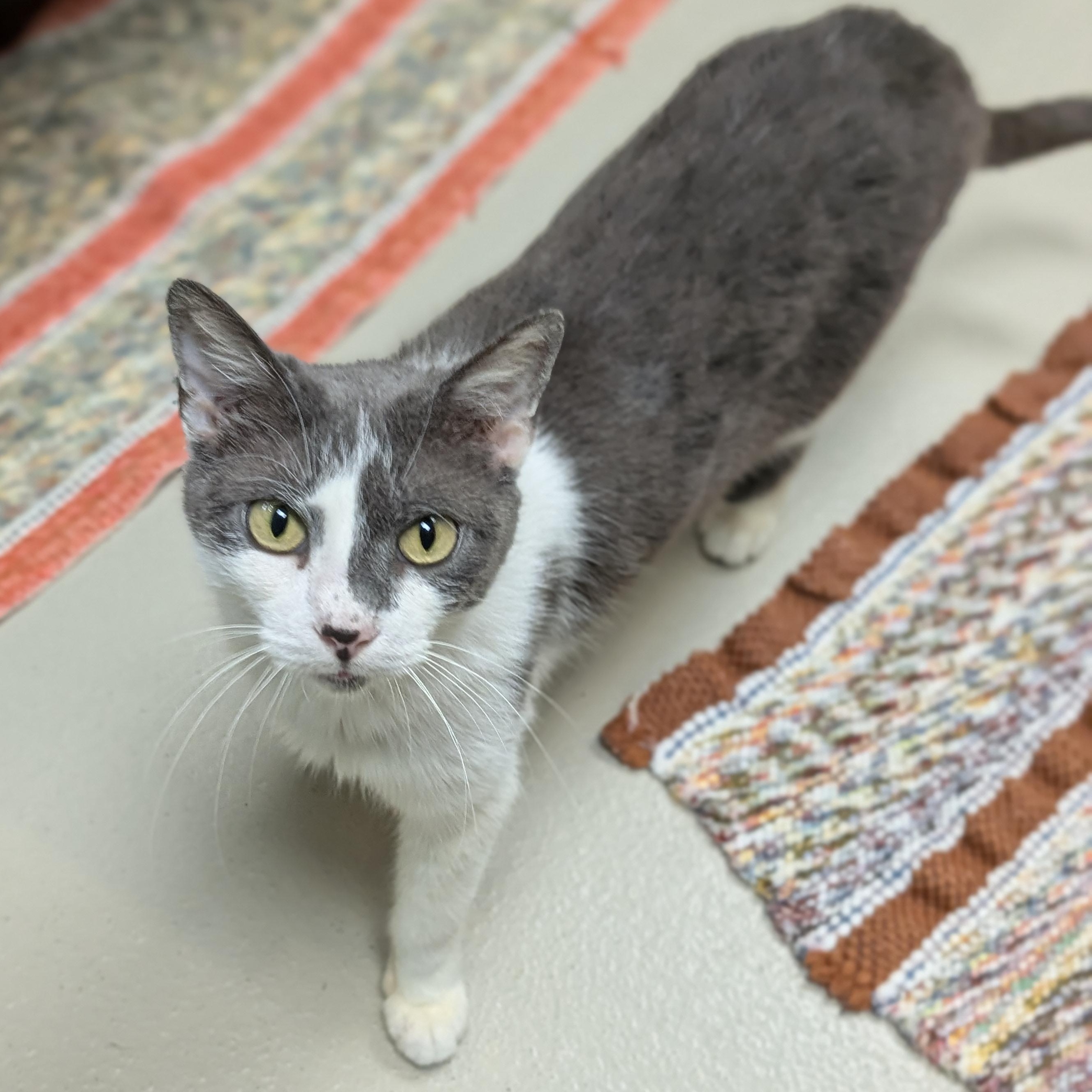 Enlarge Vanilla Chai Latte - Adoption Fee Paid!, a ADOPTABLE Domestic Short Hair in Jefferson, WI image 4/6