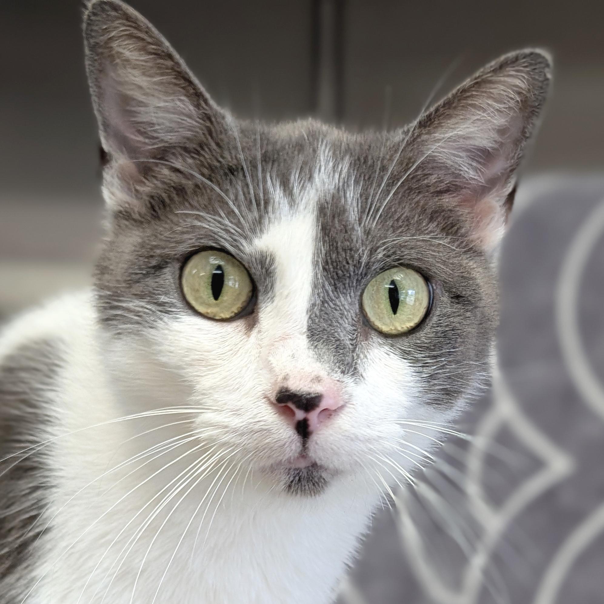 Festivus - Adoption Fee Paid!, ADOPTABLE, Adult Female Domestic Short Hair.