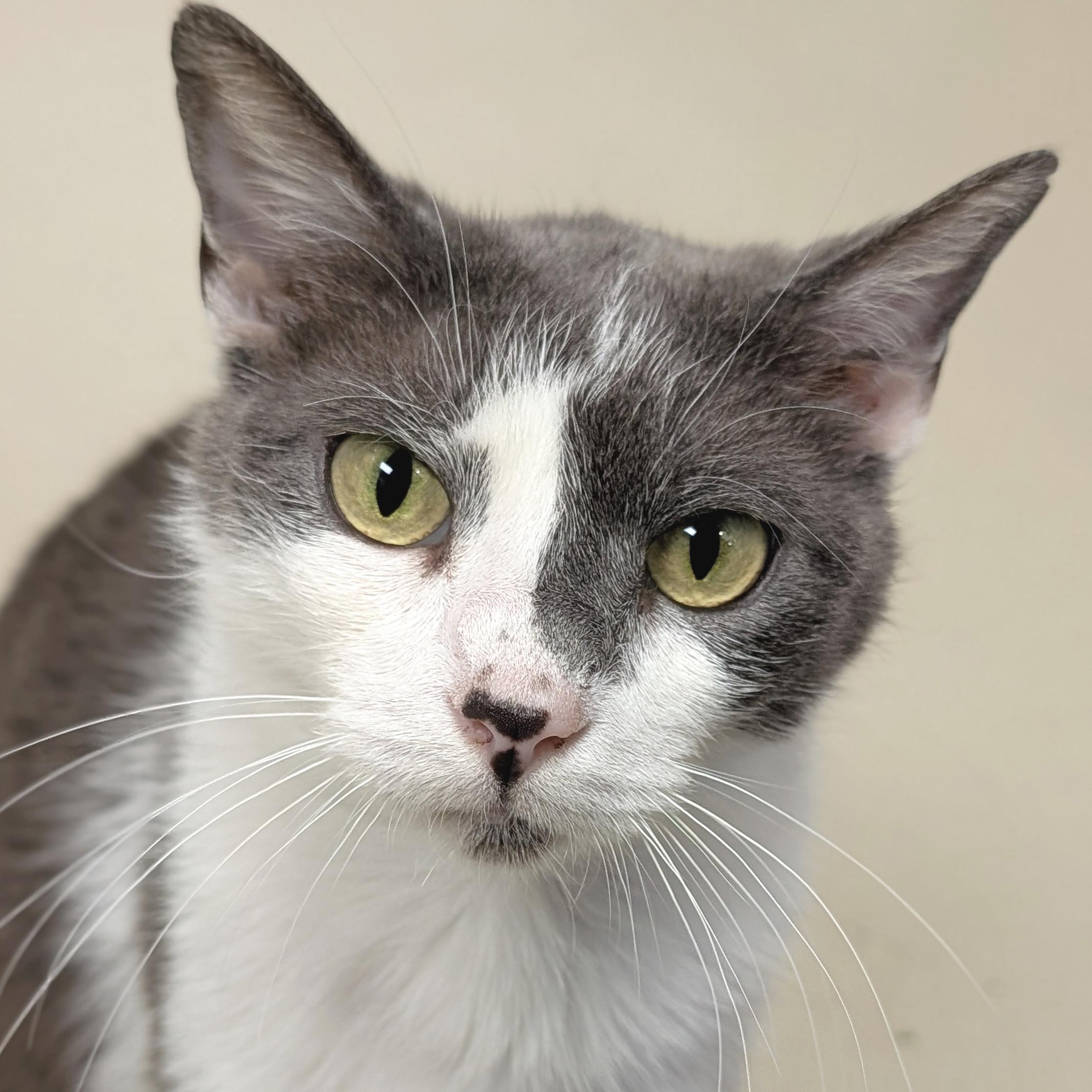 Enlarge Vanilla Chai Latte - Adoption Fee Paid!, a ADOPTABLE Domestic Short Hair in Jefferson, WI image 1/6