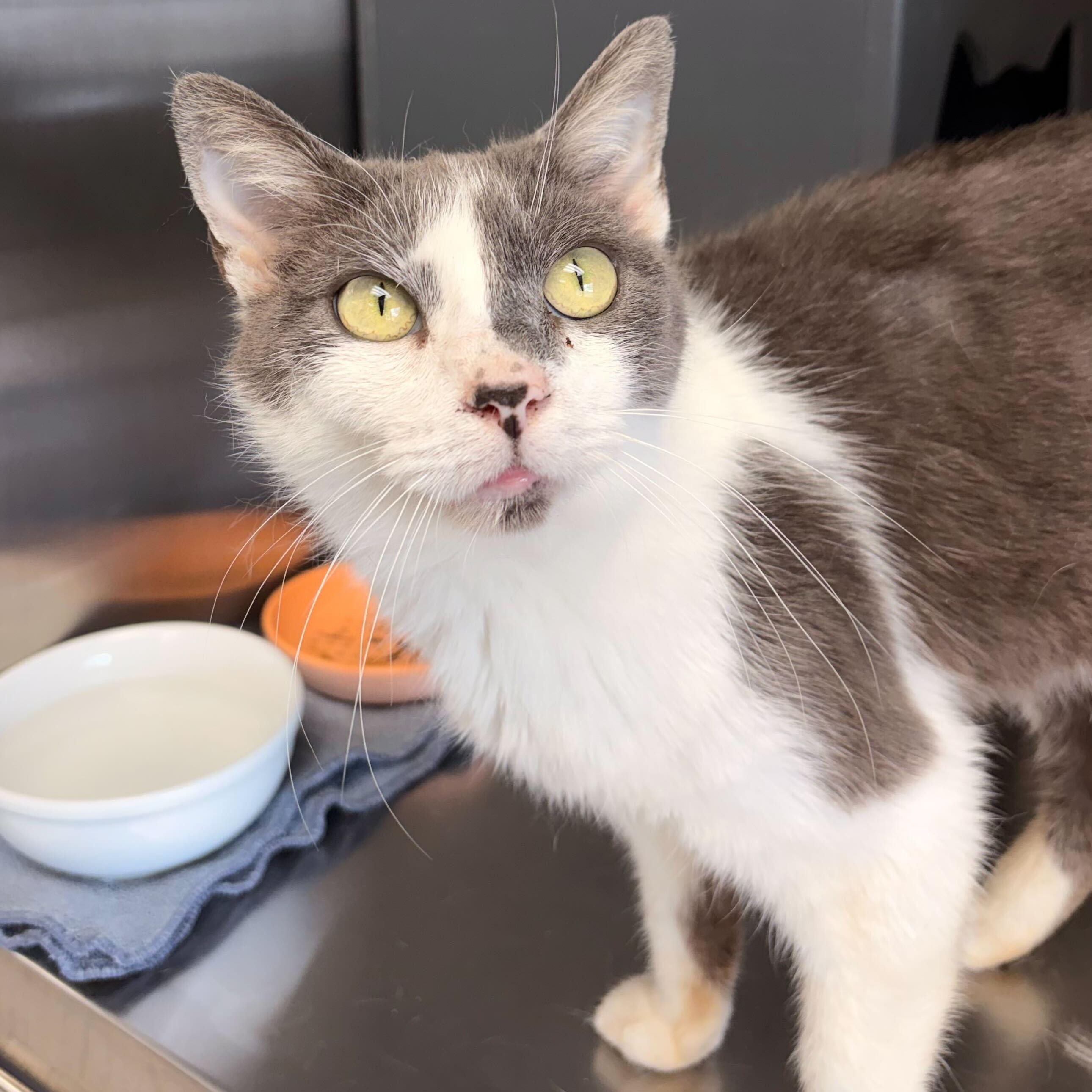 Enlarge Festivus - Adoption Fee Paid!, a ADOPTABLE Domestic Short Hair in Jefferson, WI image 2/3