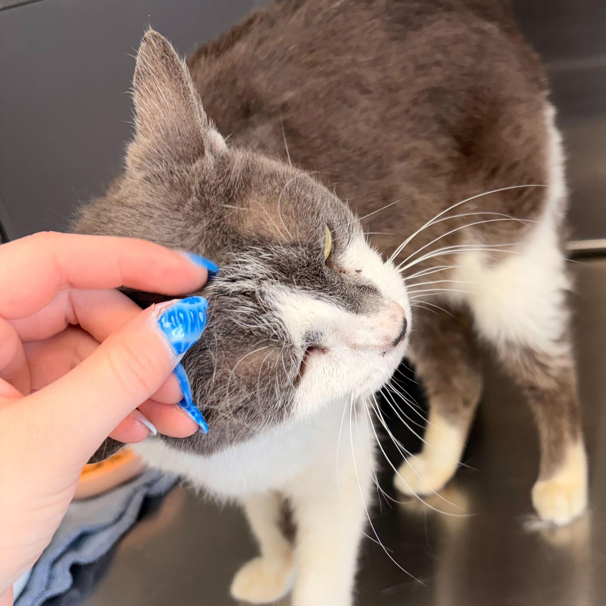 Enlarge Festivus - Adoption Fee Paid!, a ADOPTABLE Domestic Short Hair in Jefferson, WI image 3/3