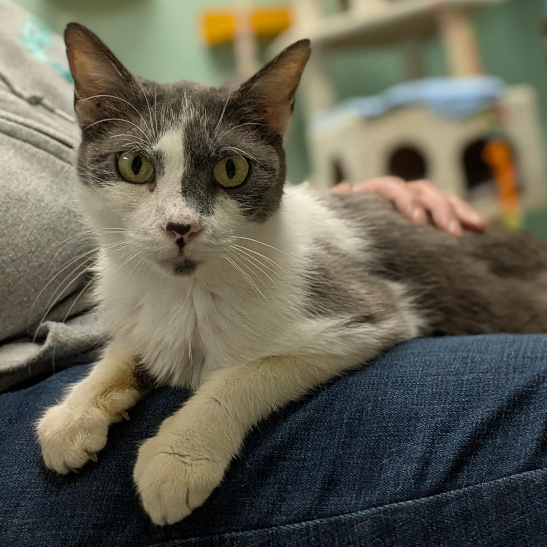 Enlarge Vanilla Chai Latte - Adoption Fee Paid!, a ADOPTABLE Domestic Short Hair in Jefferson, WI image 5/6