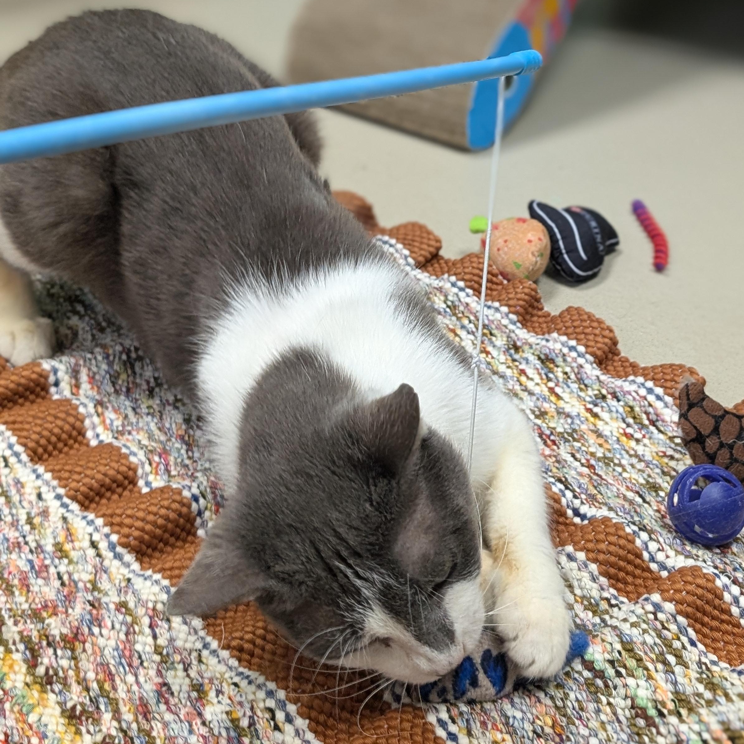 Enlarge Vanilla Chai Latte - Adoption Fee Paid!, a ADOPTABLE Domestic Short Hair in Jefferson, WI image 6/6