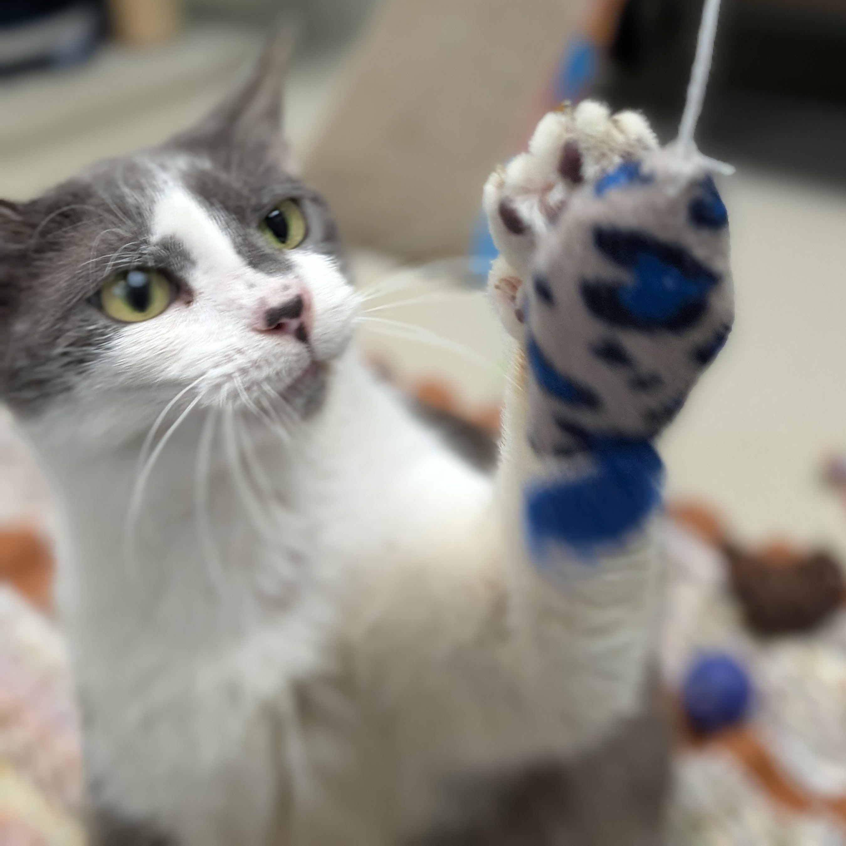 Enlarge Vanilla Chai Latte - Adoption Fee Paid!, a ADOPTABLE Domestic Short Hair in Jefferson, WI image 2/6